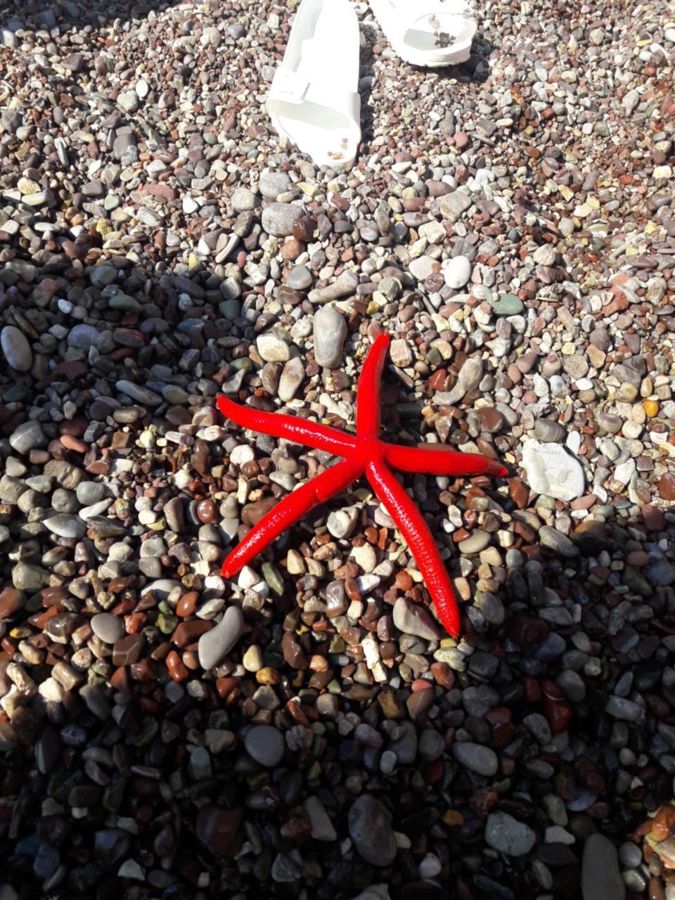 Sea Star Apartment Dobra Voda Esterno foto